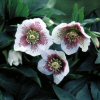 Helleborus White Spotted Lady